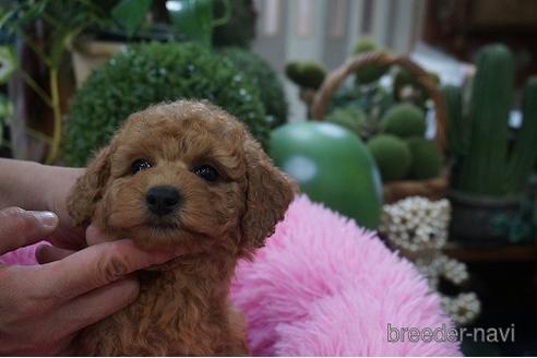 成約済の京都府のタイニープードル-184461の3枚目