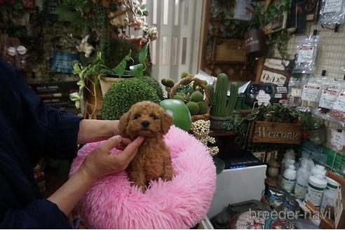 成約済の京都府のタイニープードル-184461の2枚目