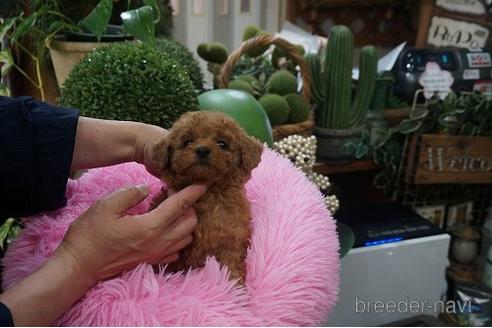 成約済の京都府のタイニープードル-184463の2枚目