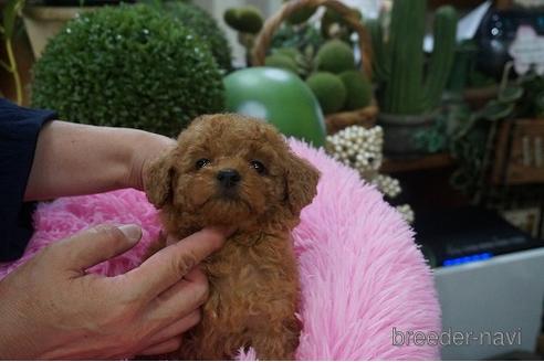 成約済の京都府のタイニープードル-184463の3枚目