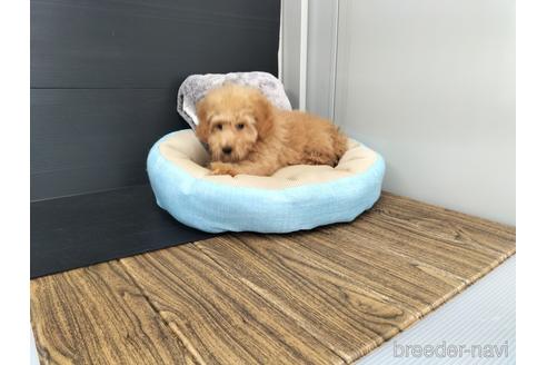 成約済の兵庫県のトイプードル-179767の7枚目