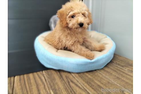 成約済の兵庫県のトイプードル-179767の8枚目