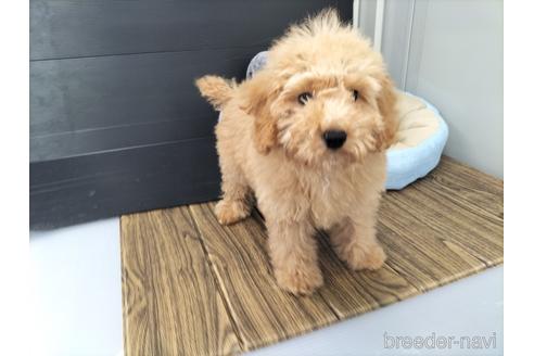 成約済の兵庫県のトイプードル-179767の9枚目