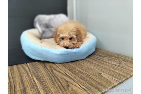 成約済の兵庫県のトイプードル-179767の10枚目