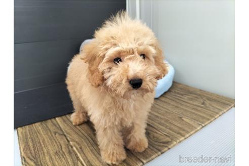 成約済の兵庫県のトイプードル-179767の2枚目