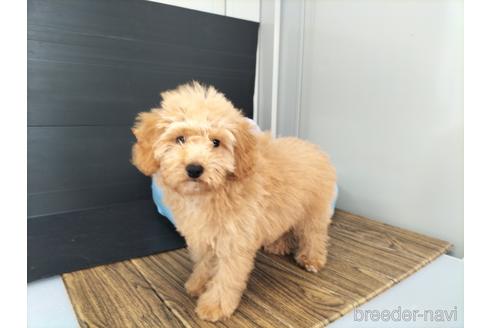 成約済の兵庫県のトイプードル-179767の3枚目