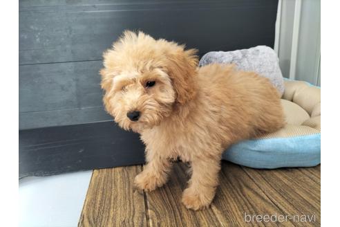 成約済の兵庫県のトイプードル-179767の4枚目