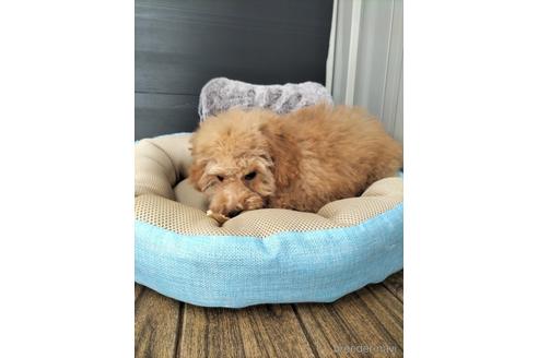 成約済の兵庫県のトイプードル-179767の5枚目