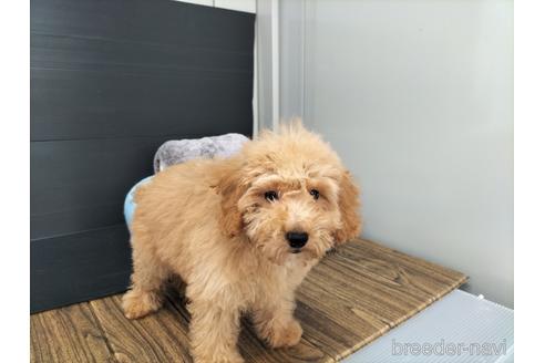 成約済の兵庫県のトイプードル-179767の6枚目