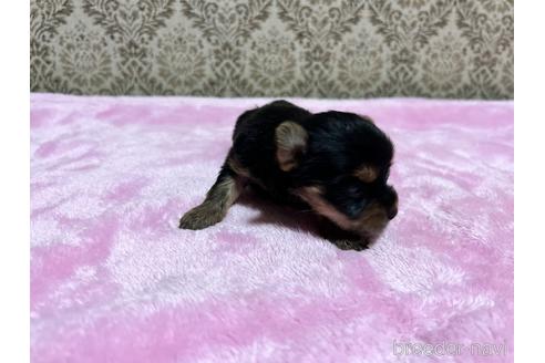 成約済の千葉県のヨークシャーテリア-184482の2枚目