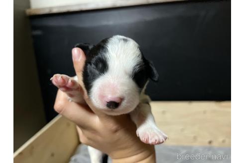 成約済の福岡県のボーダーコリー-184498の7枚目