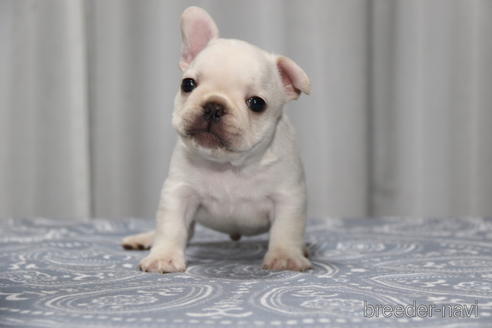 神奈川県でフレンチブルドッグの子犬を探す ブリーダーナビ