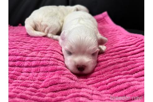 成約済の滋賀県のマルチーズ-184590の19枚目