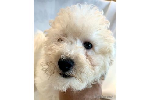 成約済の東京都のミックス犬-176788