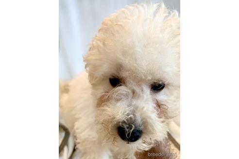 成約済の東京都のミックス犬-176788の2枚目