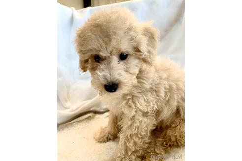 成約済の東京都のミックス犬-176789の17枚目
