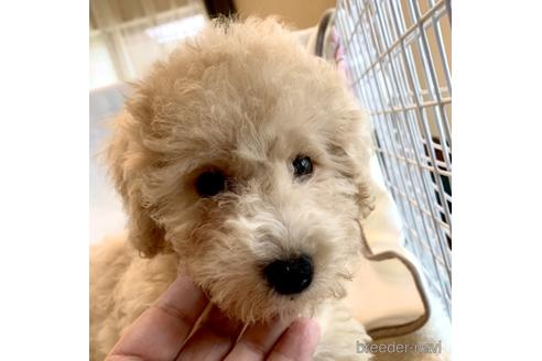 成約済の東京都のミックス犬-176789の14枚目