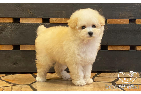 成約済の愛知県のタイニープードル-184618の2枚目