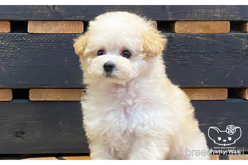 成約済の愛知県のタイニープードル-184618の3枚目