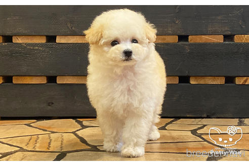 成約済の愛知県のタイニープードル-184618の4枚目