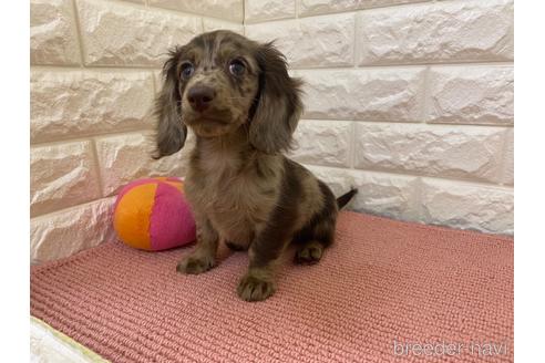成約済の岡山県のカニンヘンダックスフンド(ロングヘアード)-181074
