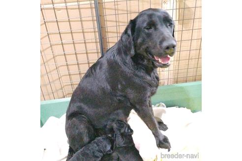 成約済の茨城県のラブラドールレトリーバー-184626の1枚目