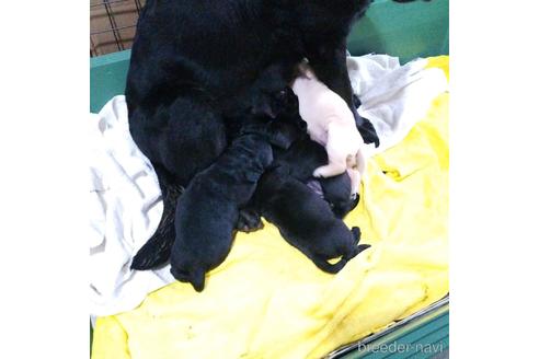 成約済の茨城県のラブラドールレトリーバー-184626の3枚目