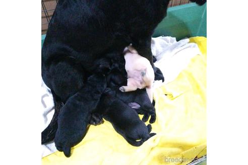 成約済の茨城県のラブラドールレトリーバー-184626の2枚目