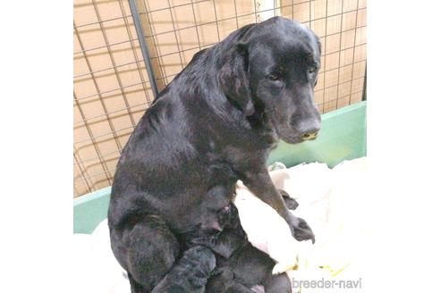 成約済の茨城県のラブラドールレトリーバー-184631の3枚目