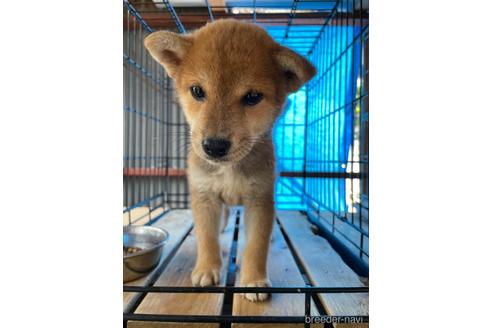 成約済の広島県の柴犬-183195の2枚目