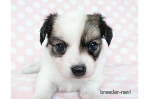 成約済の千葉県のミックス犬-184654の21枚目