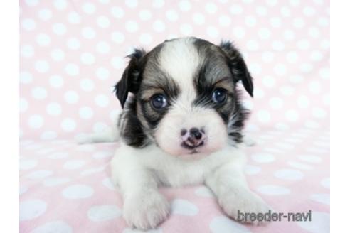 成約済の千葉県のミックス犬-184655の9枚目