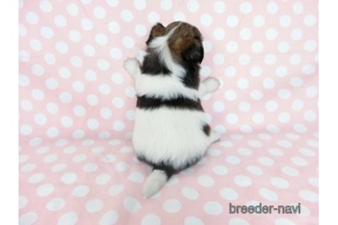 成約済の千葉県のミックス犬-184655の10枚目