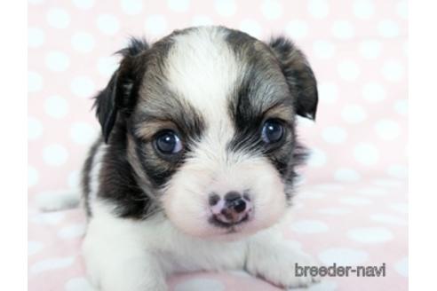 成約済の千葉県のミックス犬-184655の11枚目