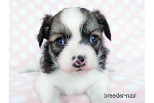 成約済の千葉県のミックス犬-184655の12枚目