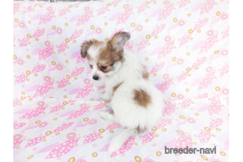 成約済の千葉県のパピヨン-180464の12枚目