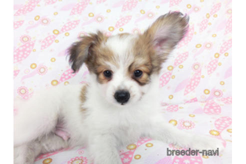 成約済の千葉県のパピヨン-180464の11枚目