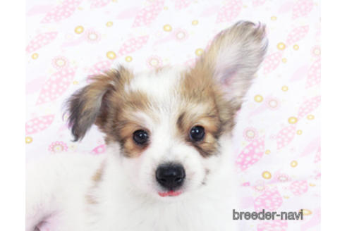 成約済の千葉県のパピヨン-180464の10枚目