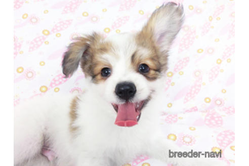 成約済の千葉県のパピヨン-180464の9枚目