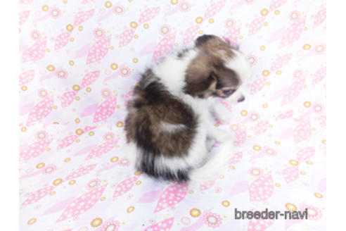 成約済の千葉県のパピヨン-178726の4枚目