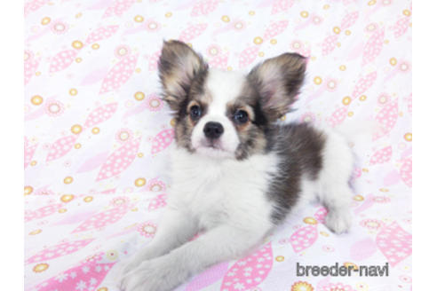 成約済の千葉県のパピヨン-178726の3枚目