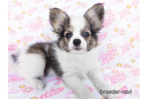 成約済の千葉県のパピヨン-178726の2枚目