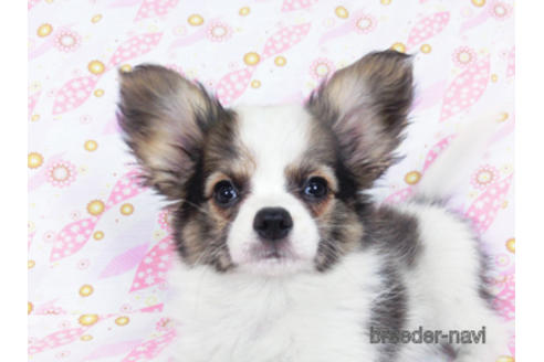 成約済の千葉県のパピヨン-178726の1枚目