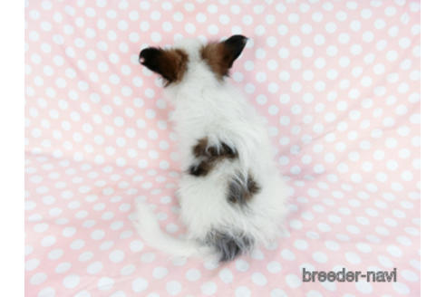 成約済の千葉県のパピヨン-176915の4枚目