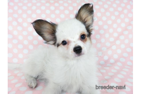 成約済の千葉県のパピヨン-176915の3枚目