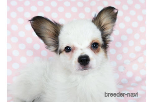 成約済の千葉県のパピヨン-176915の2枚目