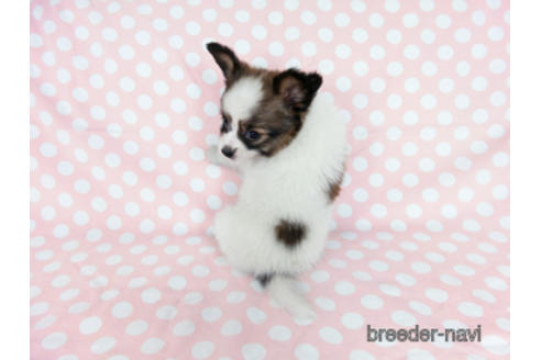 成約済の千葉県のパピヨン-181717の4枚目