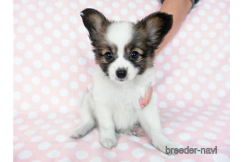 成約済の千葉県のパピヨン-181717の3枚目