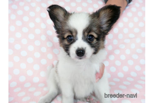 成約済の千葉県のパピヨン-181717の2枚目