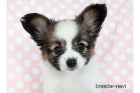 成約済の千葉県のパピヨン-181717の1枚目